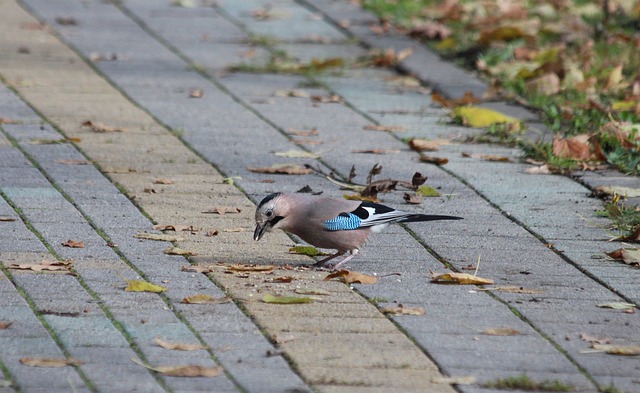 足轻重的作 足轻重的作